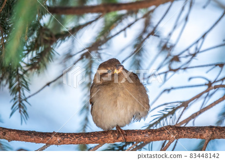Sparrow sits on a fir branch in the sunset light. Sparrow sits on a fir branch in the sunset light. 83448142