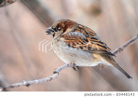 Sparrow sits on a branch without leaves. Sparrow sits on a branch without leaves. 83448143