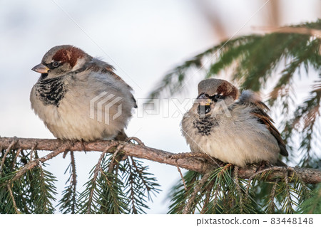 Sparrow sits on a fir branch in the sunset light. 83448148