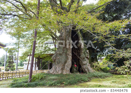 Jizo zelkova in Toride City, Ibaraki Prefecture 83448476