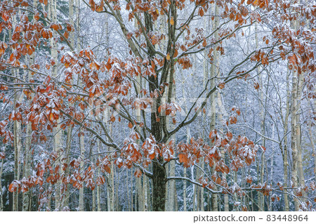 [Biei-cho, Hokkaido] Autumn leaves and the first snow forest in mid-October 83448964