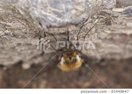 Greater bee fly spring Greater bee fly spring 83449647