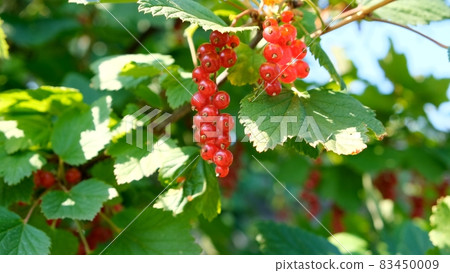 Close up of ripe redcurrant berries ready to be picked. Summer berries in the garden, red currants Close up of ripe redcurrant berries ready to be picked. Summer berries in the garden, red currants 83450009