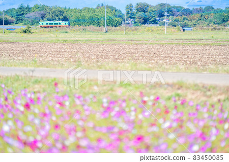 Mashiko Town Cosmos Field and Moka Railway Mashiko Town Cosmos Field and Moka Railway 83450085