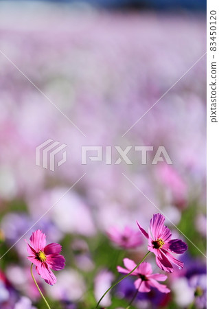Autumn cosmos Autumn cosmos 83450120