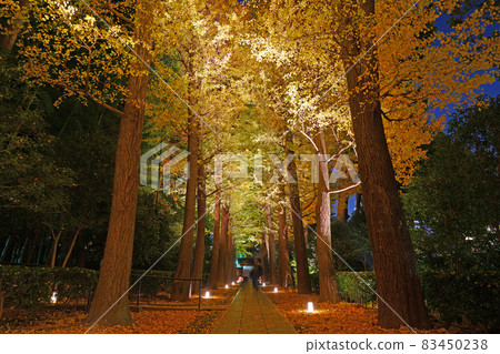 東京杉並區小田郎公園的一排銀杏樹 83450238