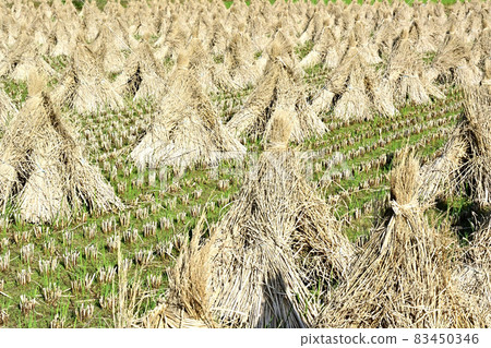 Dried rice straw in late autumn Dried rice straw in late autumn 83450346