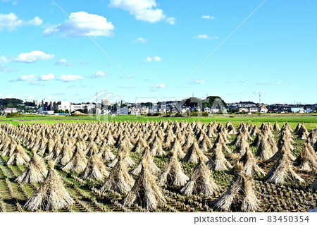 Dried rice straw in late autumn 83450354