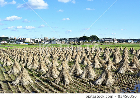 Dried rice straw in late autumn Dried rice straw in late autumn 83450356