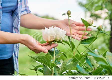 A bush of white peonies in the garden, hands of a woman touching flowers. 83450503