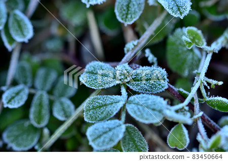Frosted weeds 83450664