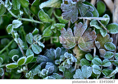 Frosted weeds Frosted weeds 83450667