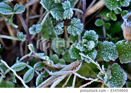 Frosted weeds Frosted weeds 83450668