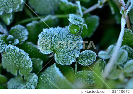 Frosted weeds Frosted weeds 83450672
