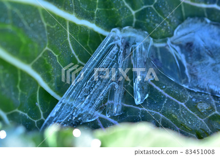 Cabbage leaves with frozen frost and water droplets in the cold Cabbage leaves with frozen frost and water droplets in the cold 83451008