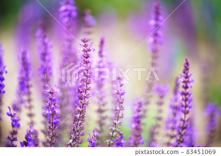 Salvia leusansa（紫水晶鼠尾草） 83451069