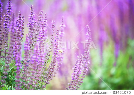 Salvia leusansa (amethyst sage) 83451070