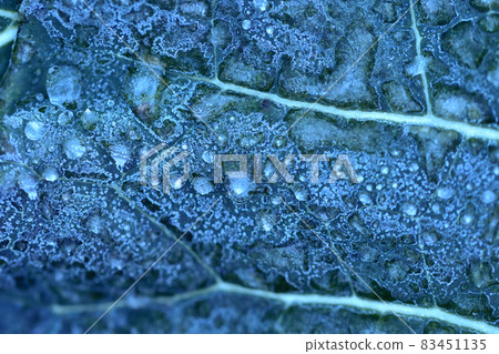有凍霜和水滴的白菜葉在寒冷中 83451135