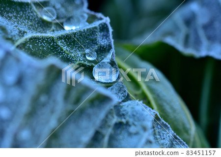 有凍霜和水滴的白菜葉在寒冷中 有凍霜和水滴的白菜葉在寒冷中 83451157