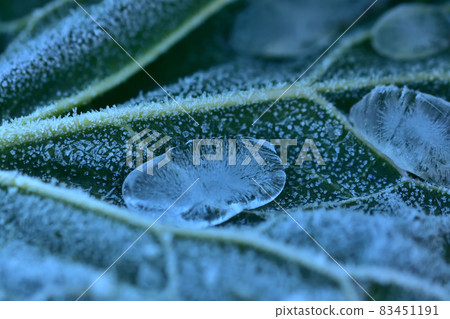 有凍霜和水滴的白菜葉在寒冷中 有凍霜和水滴的白菜葉在寒冷中 83451191