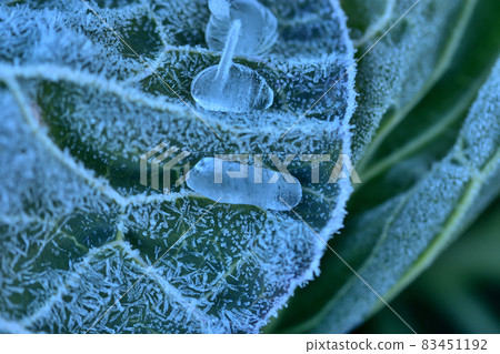 有凍霜和水滴的白菜葉在寒冷中 有凍霜和水滴的白菜葉在寒冷中 83451192