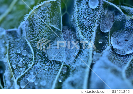 Cabbage leaves with frozen frost and water droplets in the cold Cabbage leaves with frozen frost and water droplets in the cold 83451245