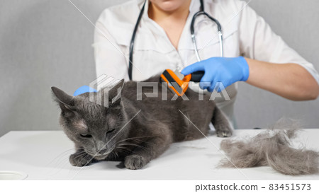 Woman veterinarian in gloves combing a gray cat with a brush 83451573