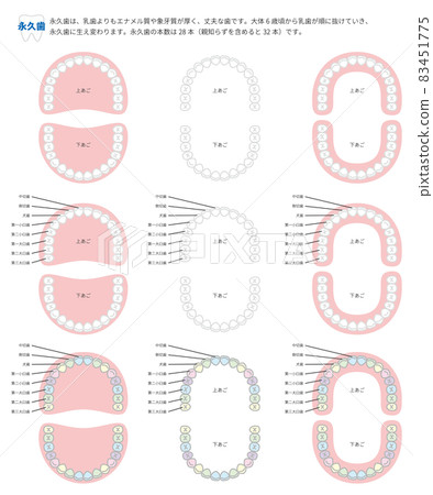 恆牙的插圖 恆牙的插圖 83451775