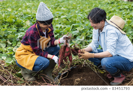 挖紅薯的年輕男女 挖紅薯的年輕男女 83451793