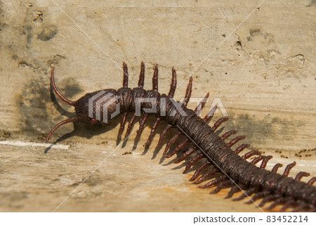 Close up view of centipede Close up view of centipede 83452214