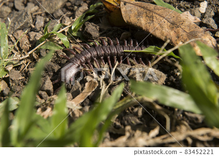 Close up view of centipede 83452221