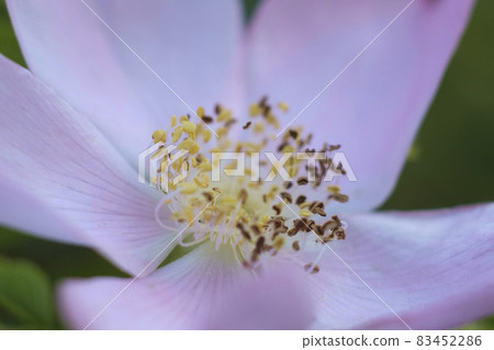 Hamanas花玫瑰果 83452286