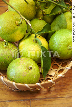 Kabosu 與分支 83452429