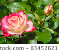 Roses and buds 83452621