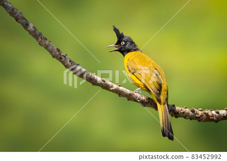 Image of Black-crested Bulbul( Rubigula flaviventris) perched on a branch on nature background. Bird. Animals. 83452992