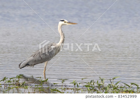 Image of gray heron (Ardea cinerea) standing in the swamp on the nature background Image of gray heron (Ardea cinerea) standing in the swamp on the nature background 83452999