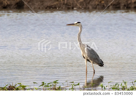 Image of gray heron (Ardea cinerea) standing in the swamp on the nature background Image of gray heron (Ardea cinerea) standing in the swamp on the nature background 83453000