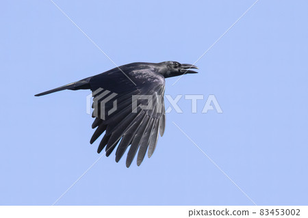 Image of a crow flapping its wings against a blue clear sky. Birds. Wild Animals. Image of a crow flapping its wings against a blue clear sky. Birds. Wild Animals. 83453002