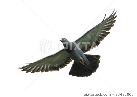 Image of pigeon flying isolated on white background., Bird, Animals. Image of pigeon flying isolated on white background., Bird, Animals. 83453003