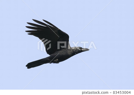 Image of a crow flapping its wings against a blue clear sky. Birds. Wild Animals. 83453004