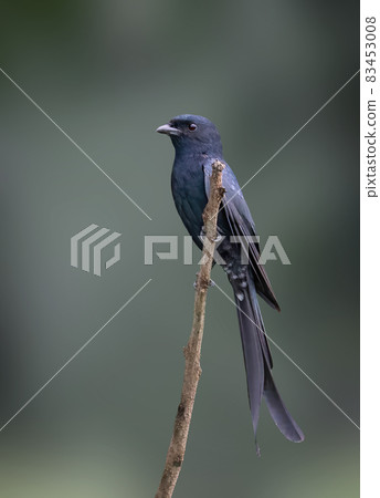 Image of Greater Racquet-tailed Drongo (Dicrurus paradiseus) perched on a branch on nature background. Bird. Animals. Image of Greater Racquet-tailed Drongo (Dicrurus paradiseus) perched on a branch on nature background. Bird. Animals. 83453008