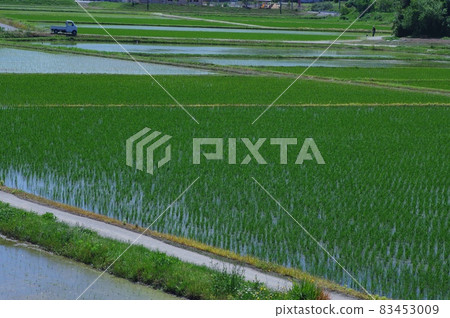 Paddy field Paddy field 83453009