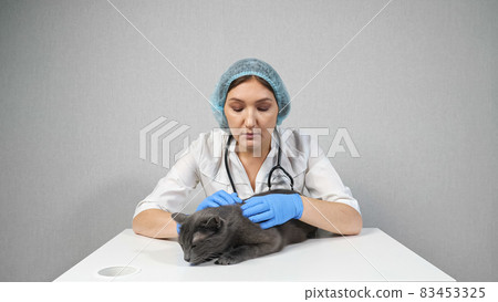 veterinarian woman examines the skin on the back of a gray cat veterinarian woman examines the skin on the back of a gray cat 83453325