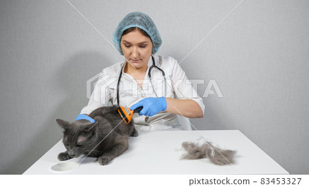 Woman veterinarian combing a gray cat with a brush 83453327
