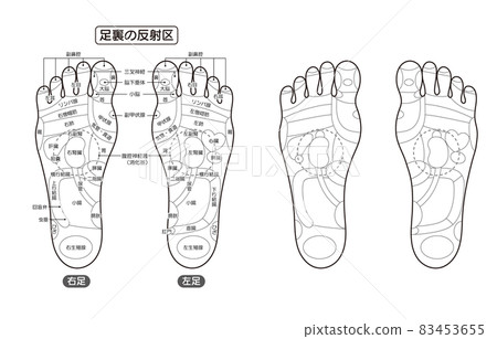 足底反射區和穴位的單色插圖 83453655