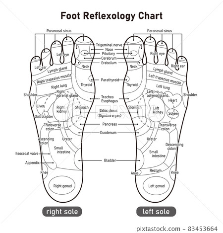 Monochrome illustrated illustration of the reflex zone and acupuncture points on the sole of the foot (English version) 83453664