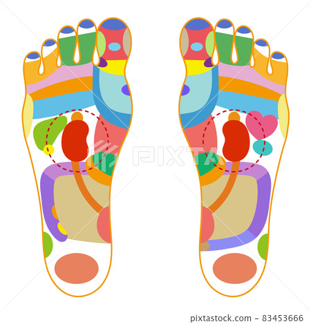 Colorful illustration of the sole reflex zone 83453666