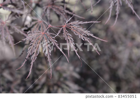 Japanese Maple Ever Red Japanese Maple Ever Red 83455051