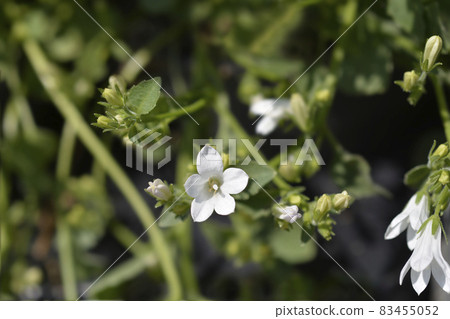 Bellflower Pure White Bellflower Pure White 83455052