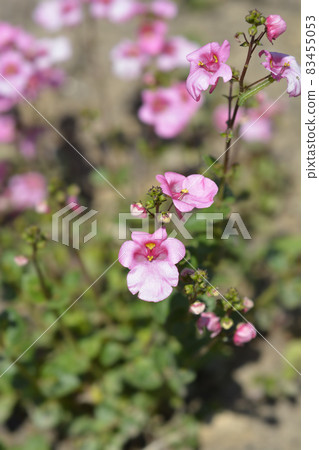 Twinspur Twinspur 83455053